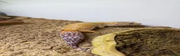 Leopard Gecko reptiles for sale: Female Leopard Gecko with Full Setup  in Petersfield - Advert 3