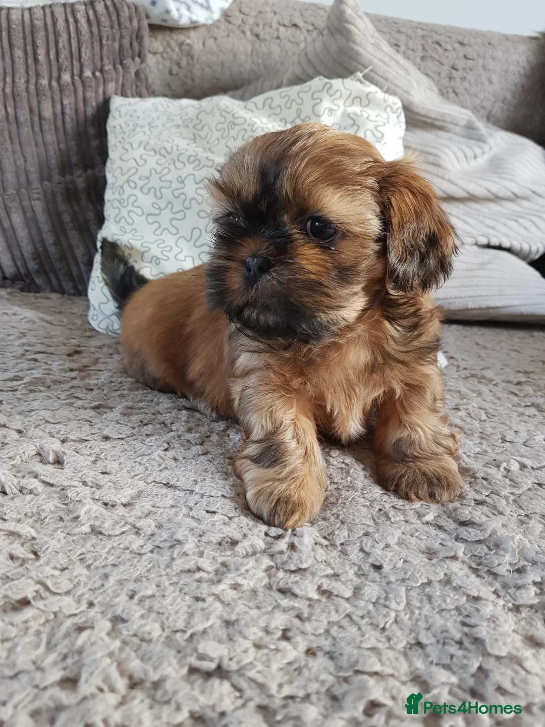 Shih Tzu dogs for stud: Shih tzu stud  in Glasgow - Advert 10