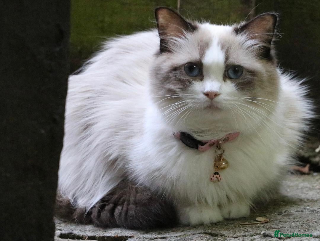 Ragdoll cats 🎀Ragdoll kittens 🎀 - Advert 1
