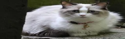 Ragdoll cats for sale: 🎀Ragdoll kittens 🎀 - Advert 1