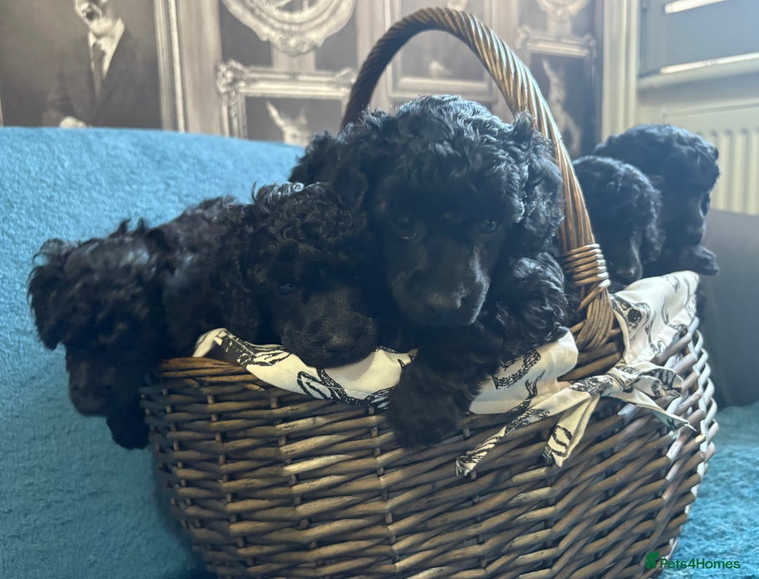 Miniature Poodle dogs for sale: Mini Poodles - Phantom - ready end of october - Image 4