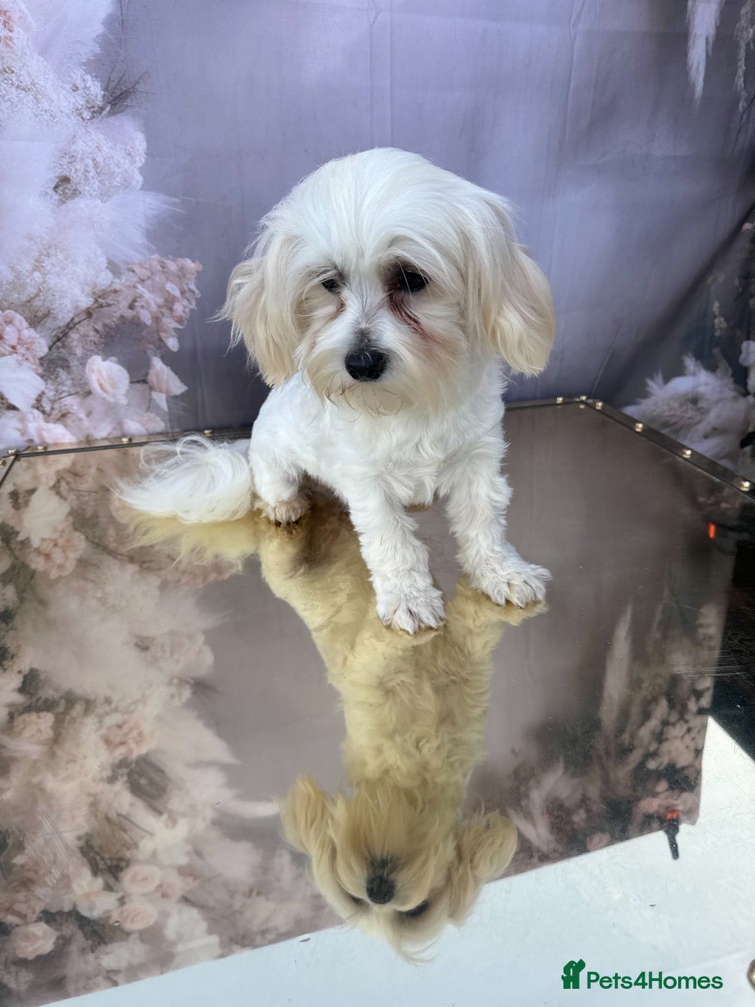 Mixed Breed dogs for sale: Mix breed - Image 2