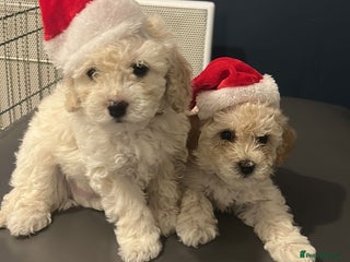 Cavapoochon dogs 2 last remaining cavapoochon pups ready to leave - Advert 1