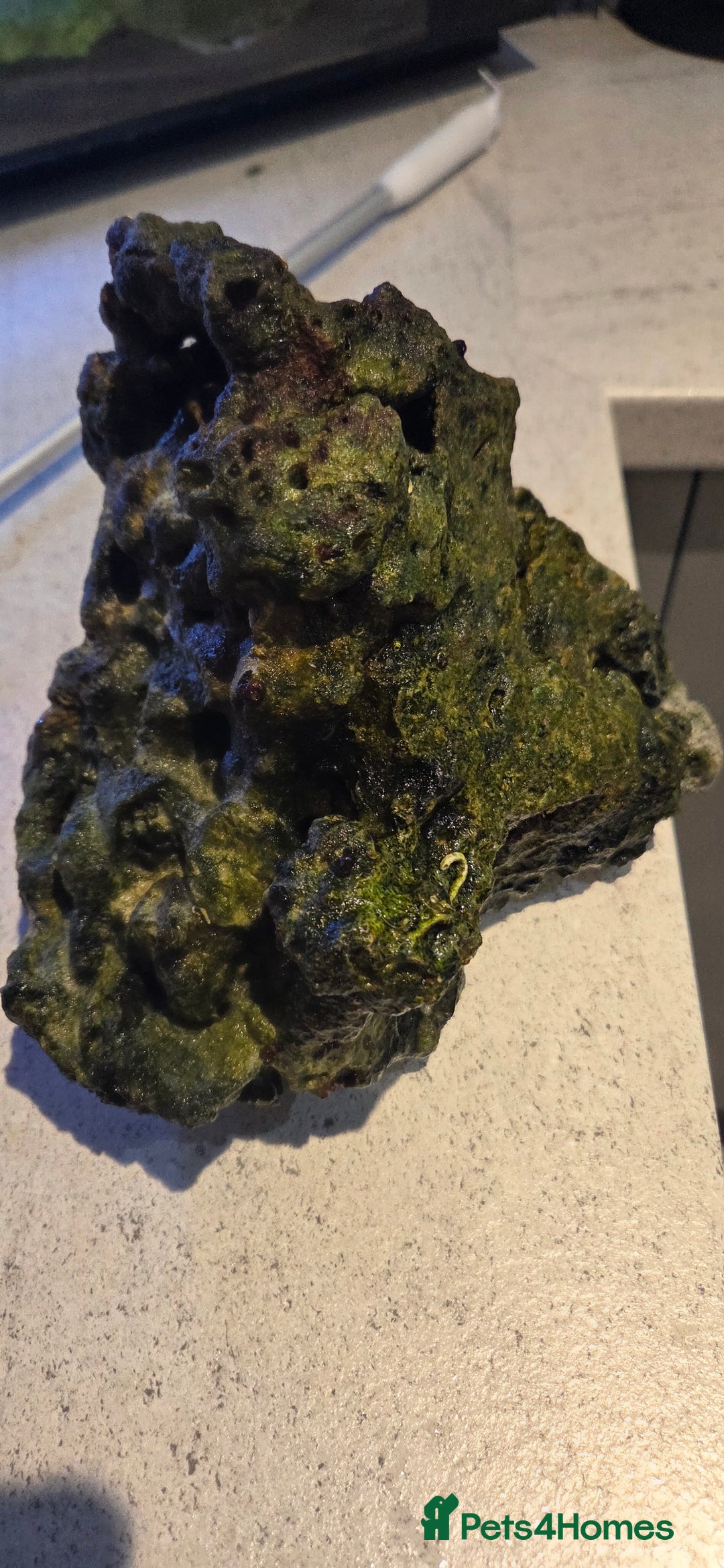 Other/Mixed Breed fish for sale: Saltwater fish tank setup  - Image 3