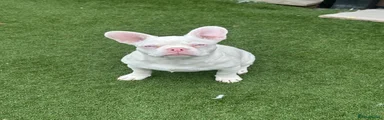 French Bulldog 3