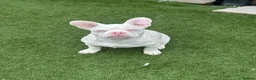 French Bulldog dogs for sale: Make & Female French Bulldog Puppies  - Advert 3