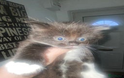 British Longhair cats for sale: 3 beautiful little girls - Image 6