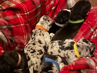 Great Dane dogs KC registered Great Dane pups - Advert 8