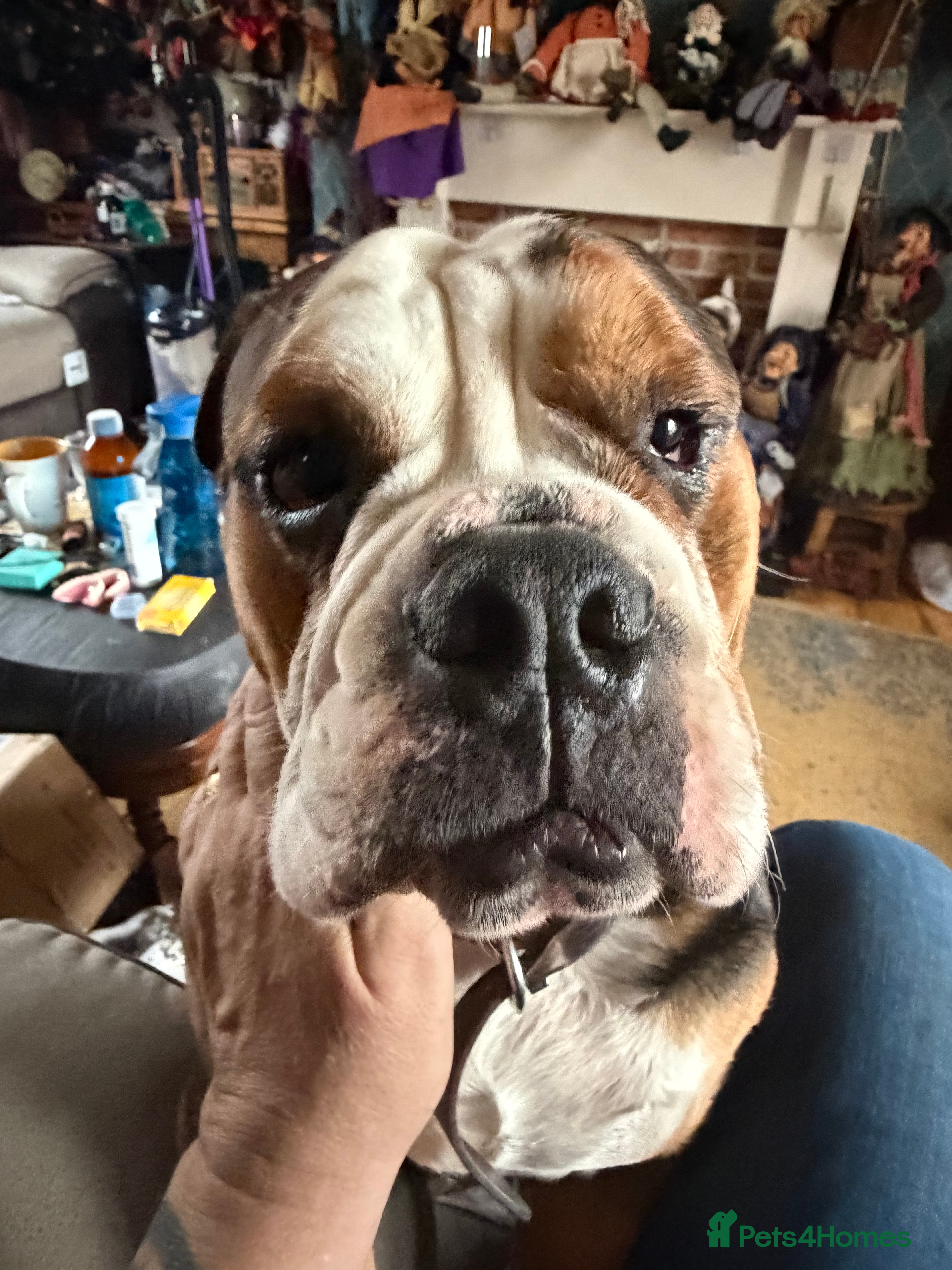 Mixed Breed dogs English French bulldog x 3-4yrs - Advert 2