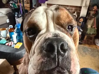 Mixed Breed dogs English French bulldog x 3-4yrs - Advert 2