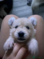 Golden Retriever dogs - Advert 4