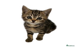 Mixed Breed cats for sale: Moggy kittens - Image 1