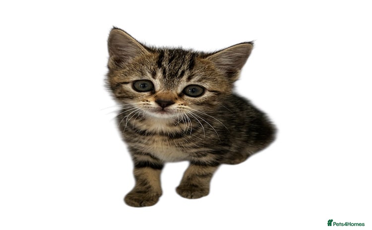 Mixed Breed cats - Advert 3