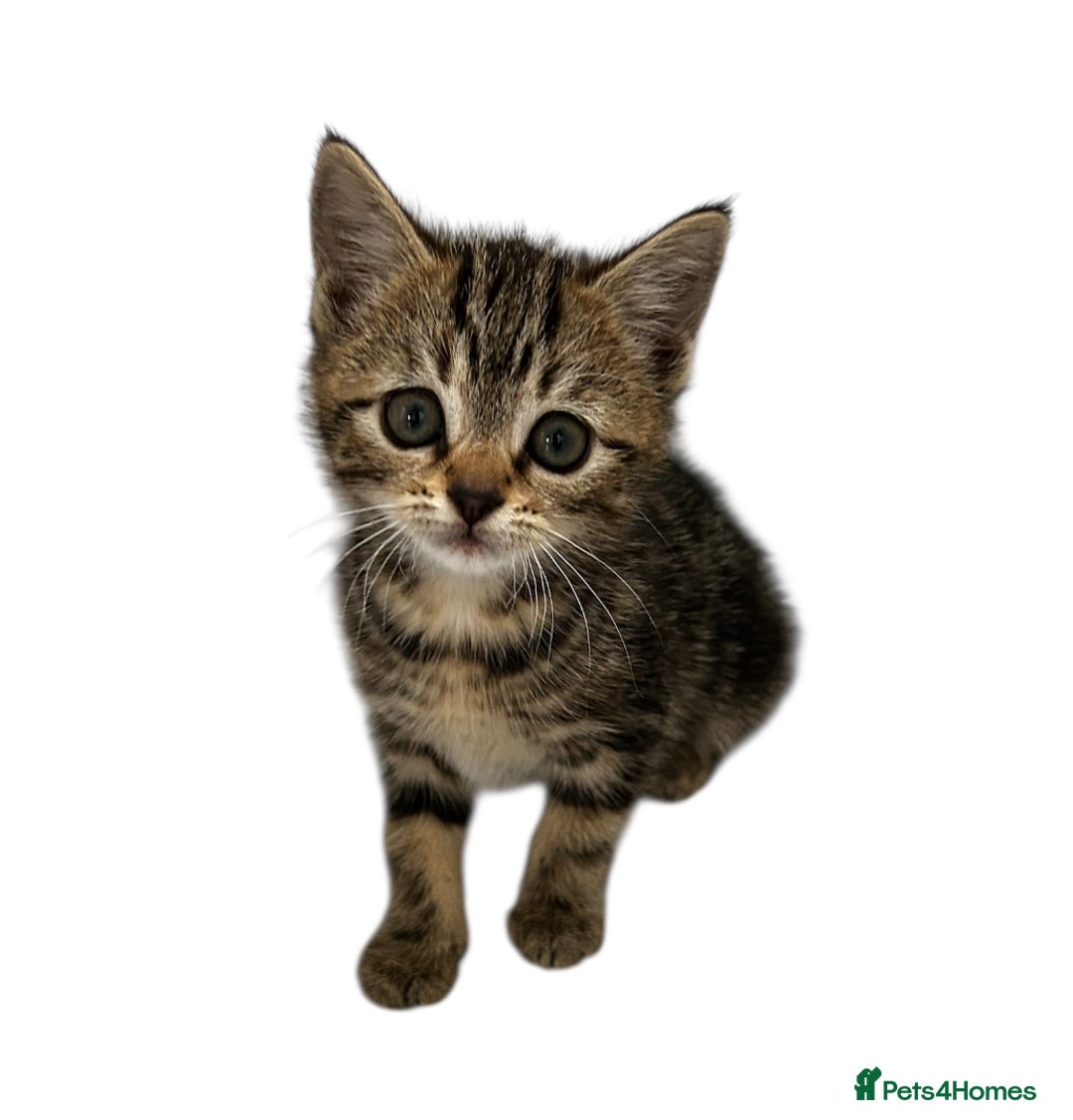 Mixed Breed cats for sale: Moggy kittens - Image 1