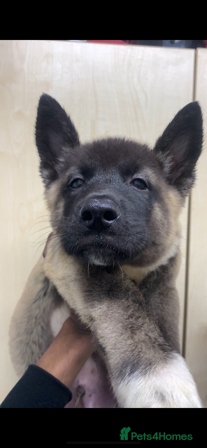 Akita dogs American Akita puppies 🐾 - Advert 5