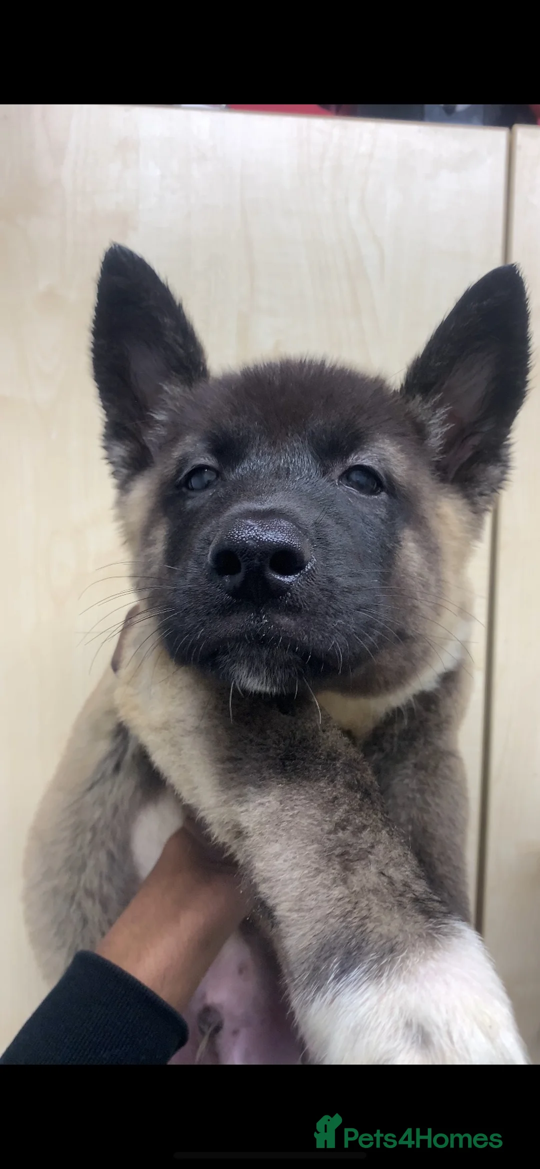 Akita dogs for sale: American Akita puppies 🐾 - Advert 1