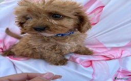 Cavapoo dogs for sale: 🐾💕💙STUNNING F1 CAVAPOOS 💙💕🐾 - Image 22