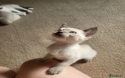 Snowshoe cats for sale: Full Pedigree Snowshoe Kittens - Image 5