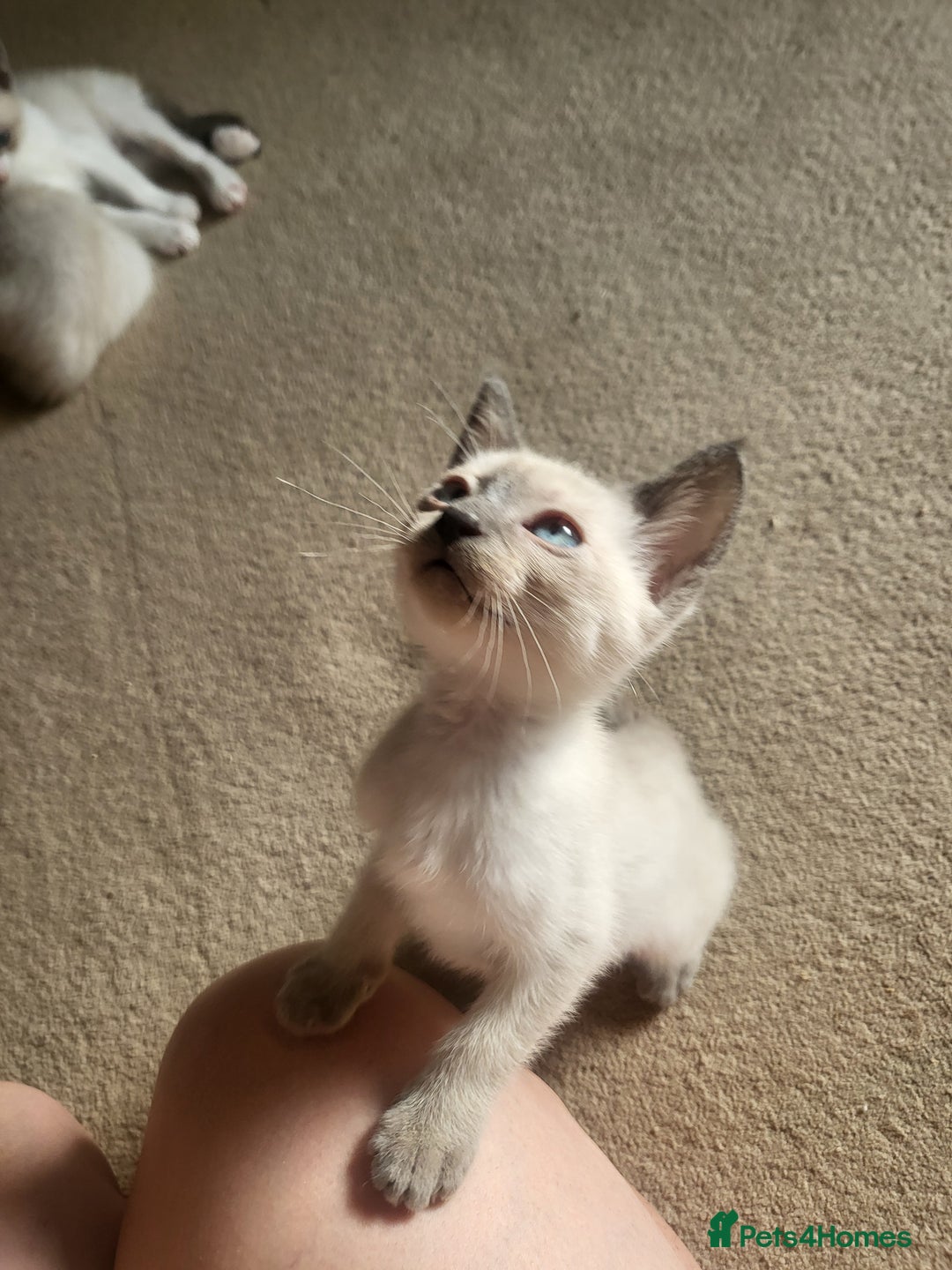 Snowshoe cats for sale: Full Pedigree Snowshoe Kittens - Image 5