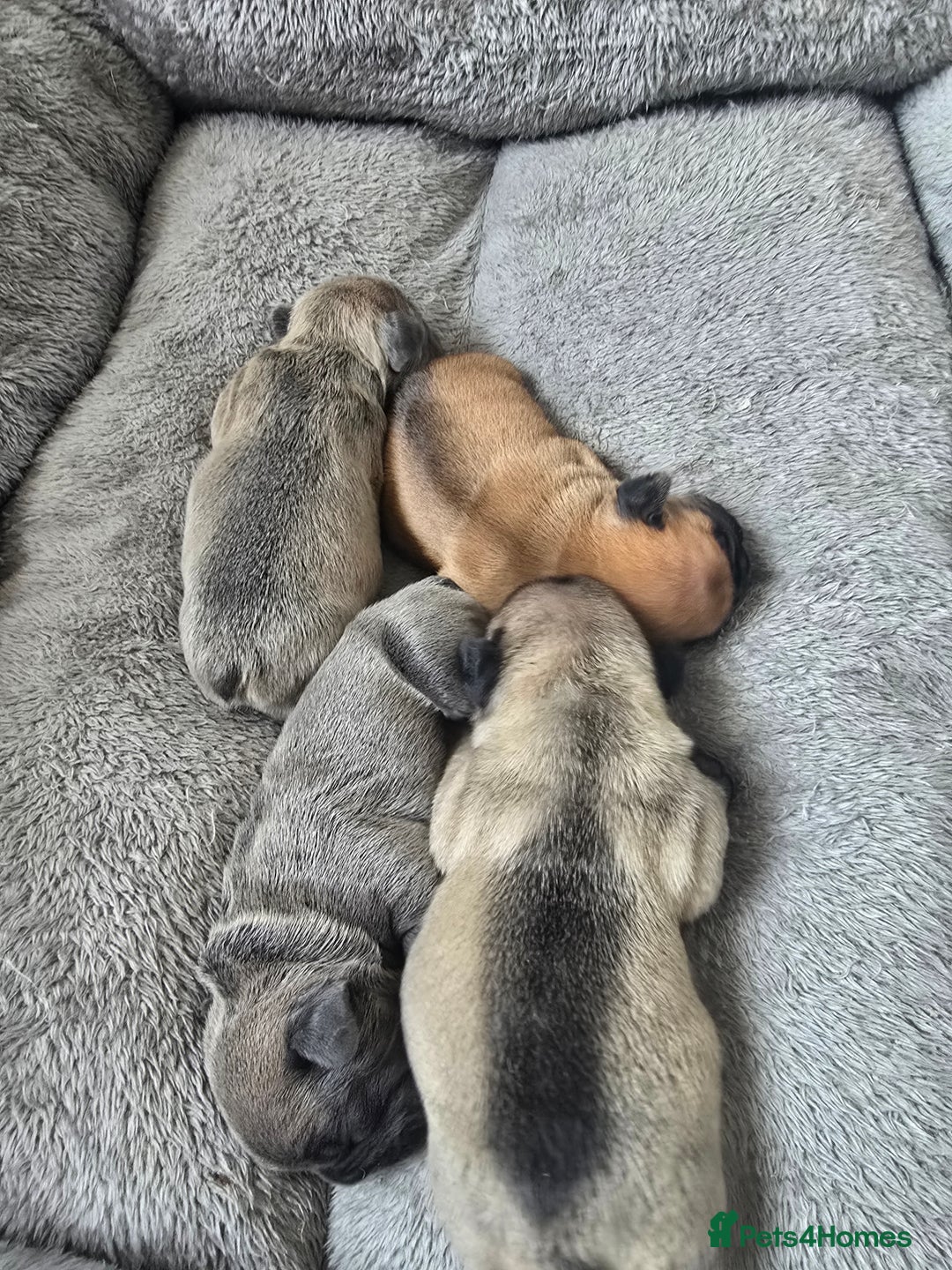 French Bulldog dogs for sale: French bulldog  - Image 2