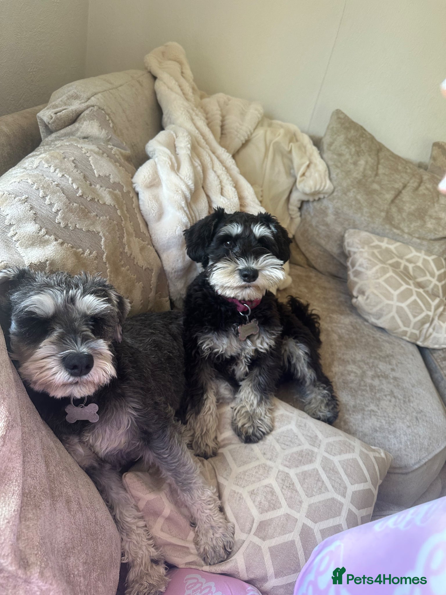 Miniature Schnauzer dogs for sale: Miniature schnauzer girl  - Advert 5