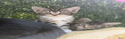 European cats for sale: Adorable Kittens - Advert 2