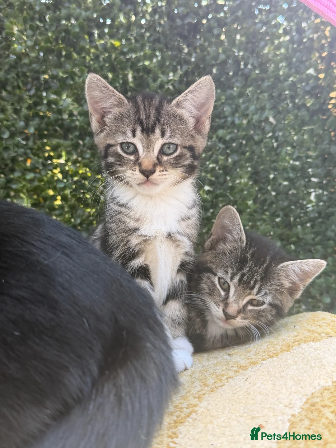 European cats for sale: Adorable Kittens - Advert 2