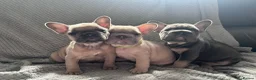 French Bulldog dogs for sale: French bulldogs  - Advert 11
