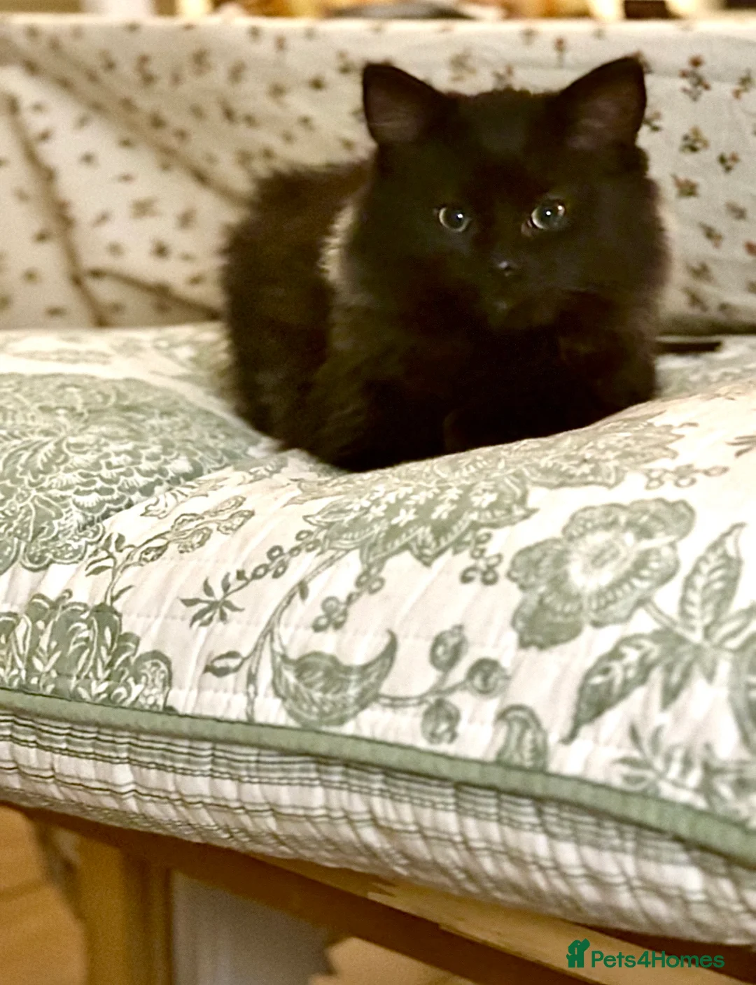 Ragdoll cats for sale: Adorable Ragdoll/ Maine Coon Mix for Forever Homes - Advert 2