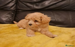 Maltipoo dogs for sale: Maltipoo puppies for sale - Image 18