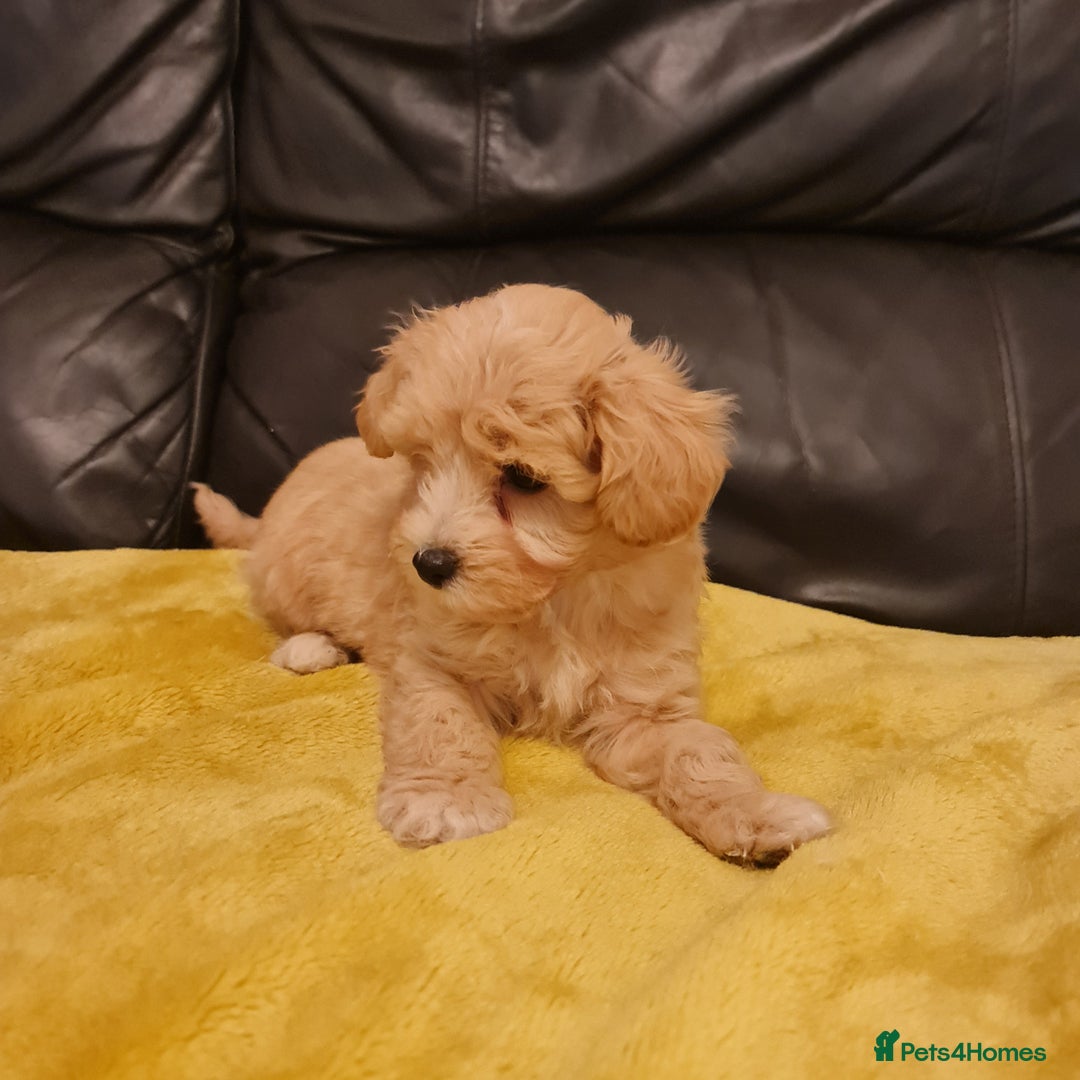 Maltipoo dogs for sale: Maltipoo puppies for sale - Image 18