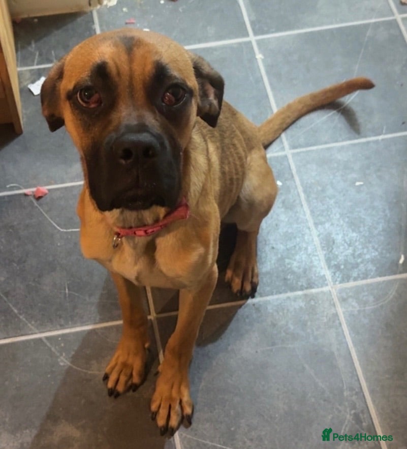 Cane Corso dogs Scarlett - Advert 4