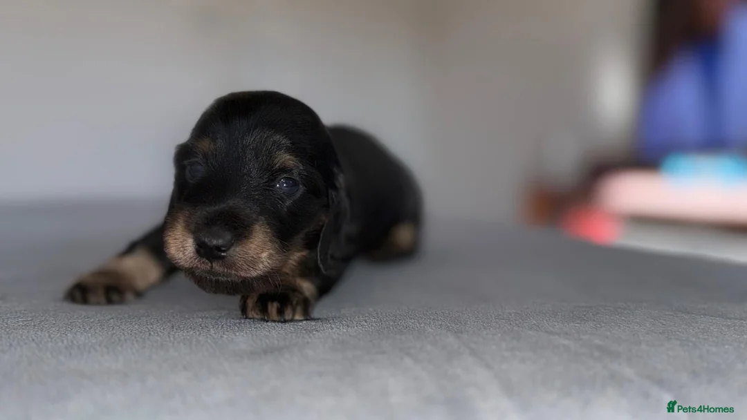 Miniature Dachshund dogs for sale: Miniature dachshund pups - Advert 22