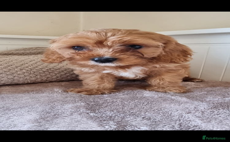 Cavapoo dogs - Advert 1