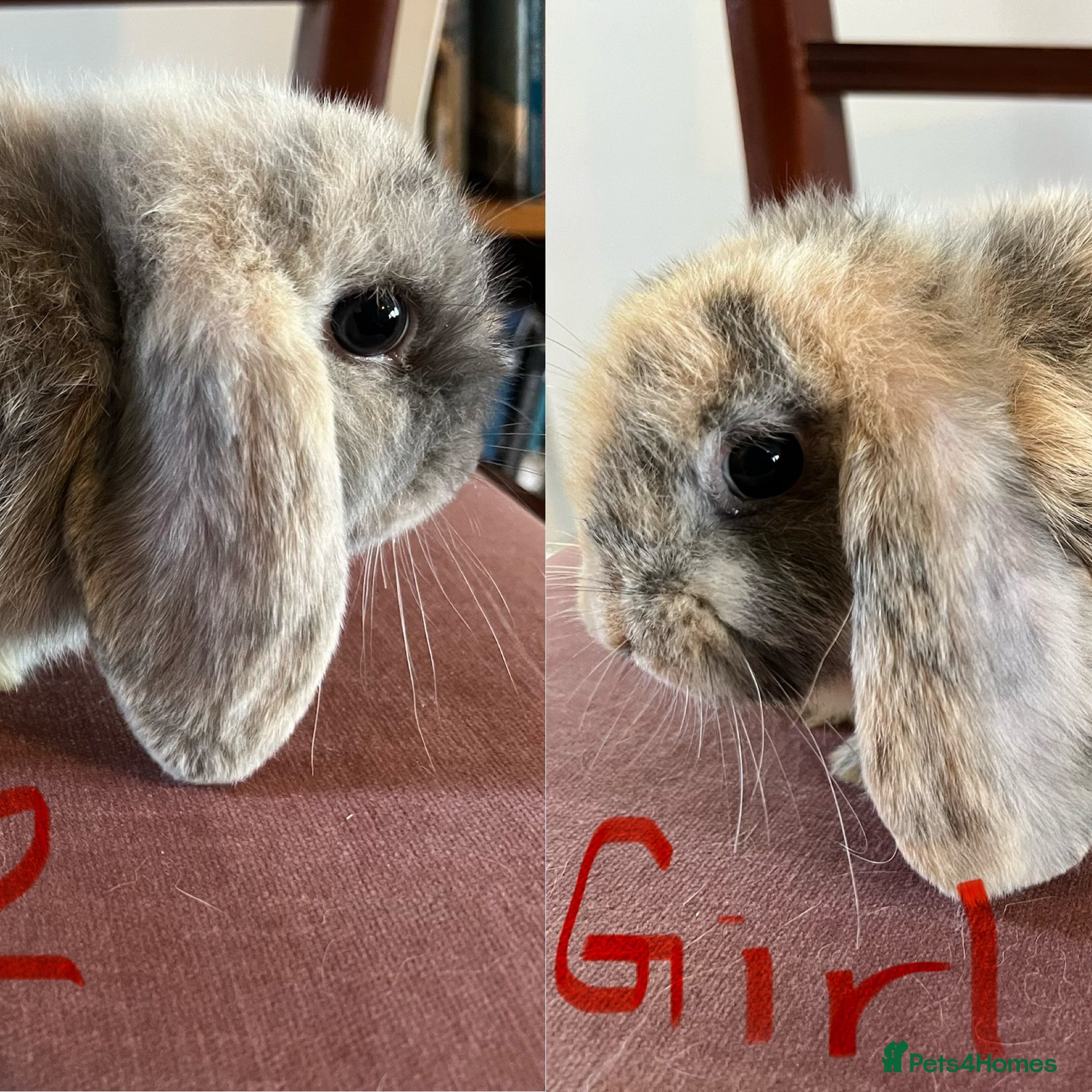 Mini Lop rabbits Beautiful Mini Lop Babies - Advert 1