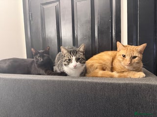 Mixed Breed cats Rehome 3 cats - Advert 10