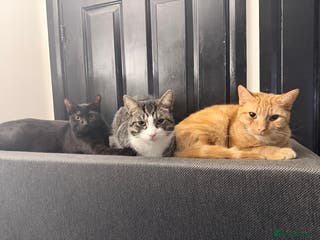 Mixed Breed cats Rehome 3 cats - Advert 9