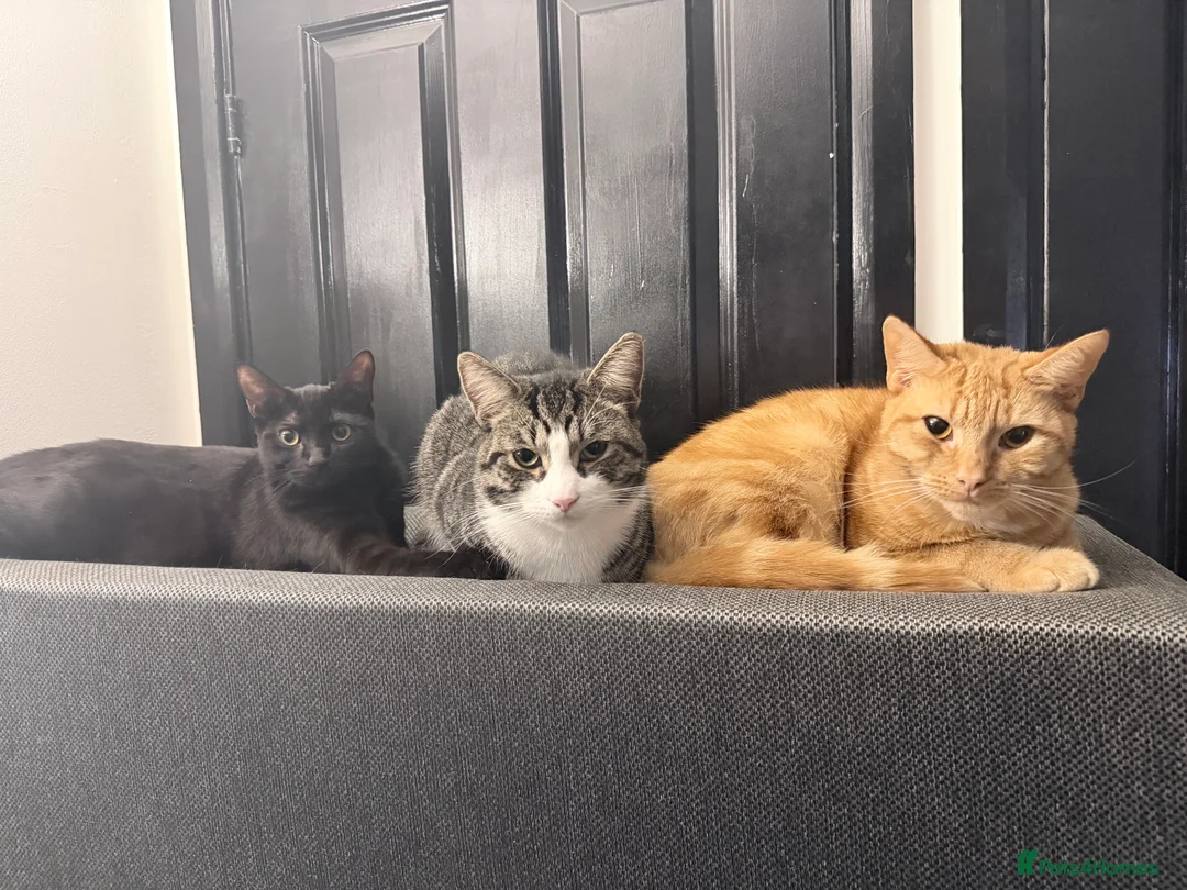 Mixed Breed cats for sale: Rehome 3 cats  - Advert 1