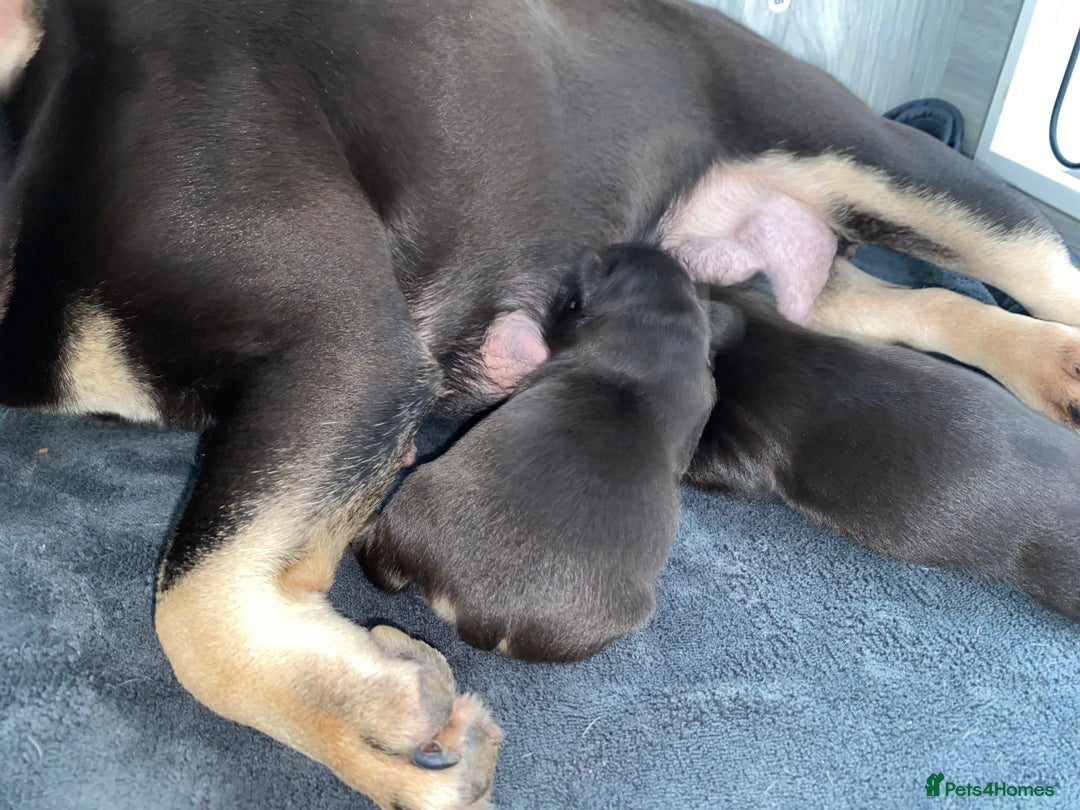 French Bulldog dogs for sale: Beautiful litter off French bulldog puppies  - Image 26