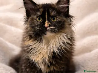 Maine Coon cats Stunning Maine Coon Girl Big Fluffy Coat - Advert 6