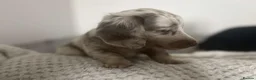 Miniature Dachshund dogs for sale: Beautiful Miniature Dachshund Puppies in Stirling - Advert 10