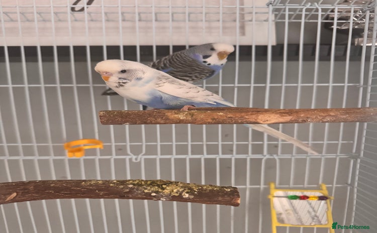 Budgerigars birds - Advert 1