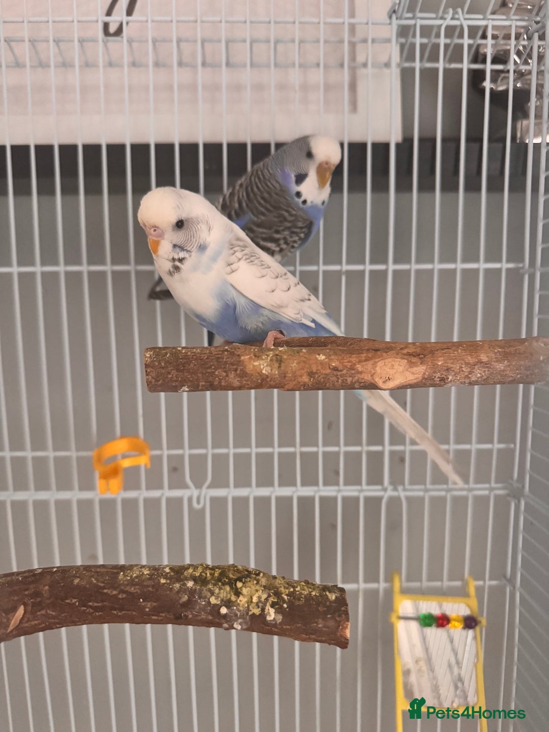 Budgerigars birds for sale: Budgies & Setup For Sale - Image 1
