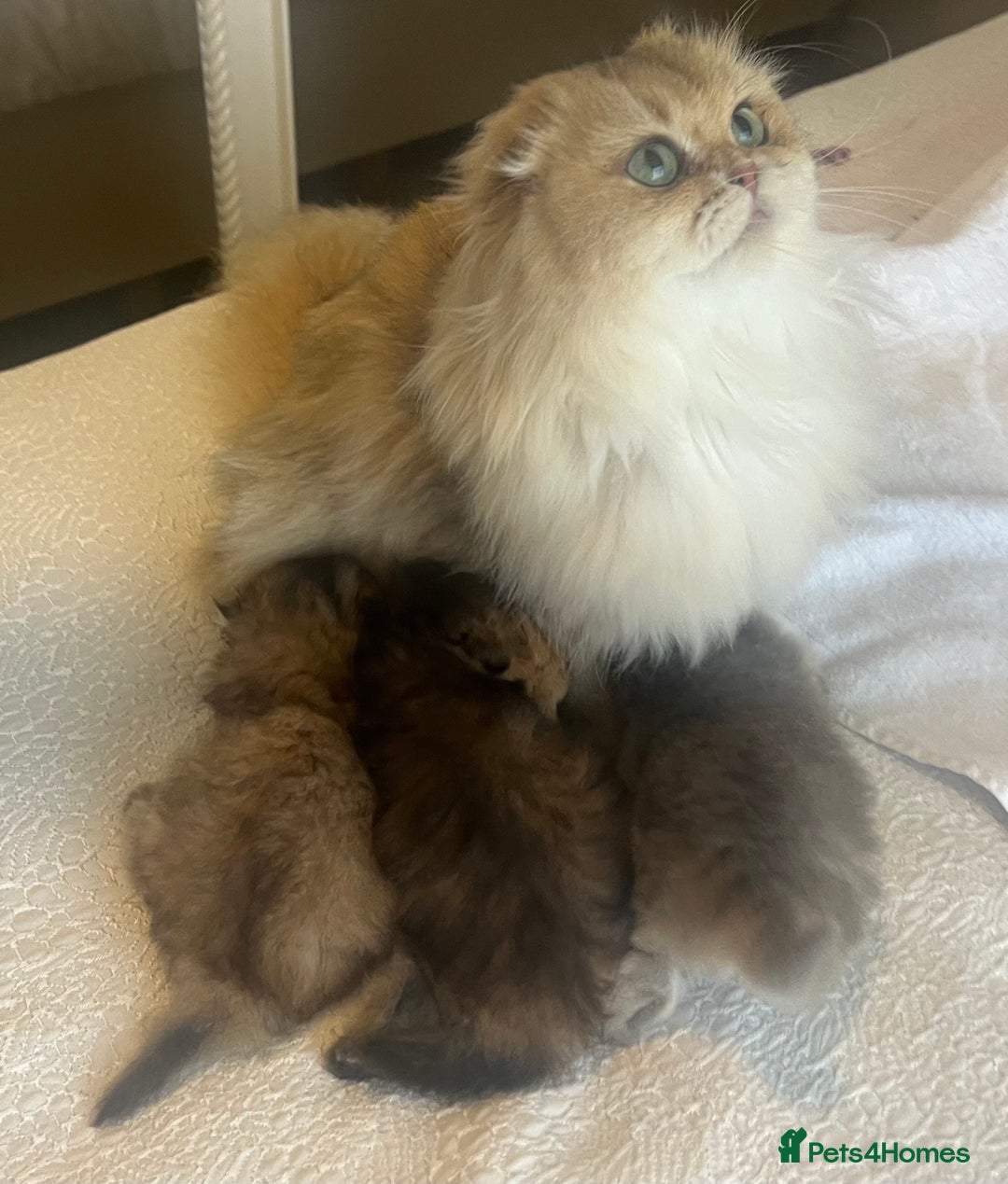 Scottish Fold cats for sale: Pedigree cutest SFLH kittens   - Advert 24