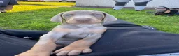 Dobermann dogs for sale: ❌ ready monday❌Health tested Dobermans not Kc reg  - Advert 7