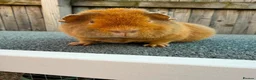 Guinea Pig rodents for sale: Teddy guinea pigs  in Carlisle - Advert 15