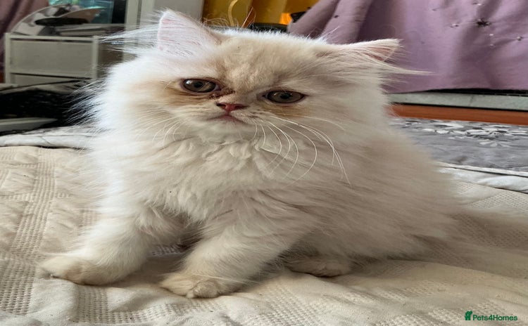 Persian cats - Advert 3