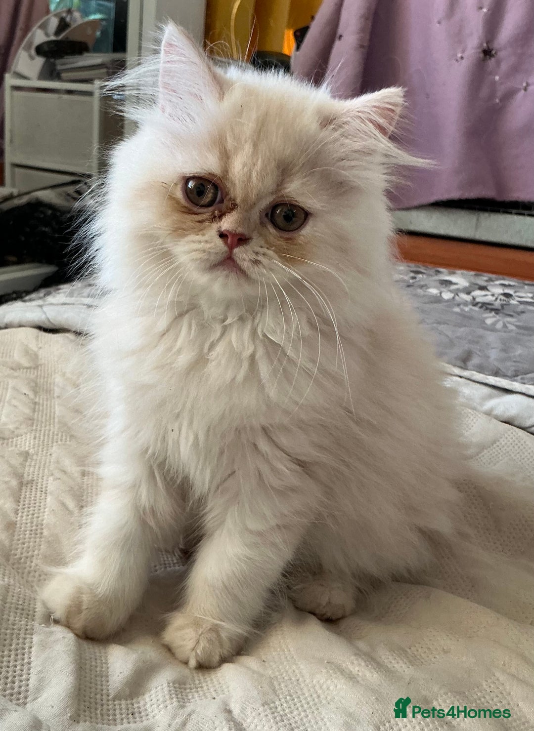 Persian cats for sale: Adorable Female Chinchilla Persian - ready now - Image 1