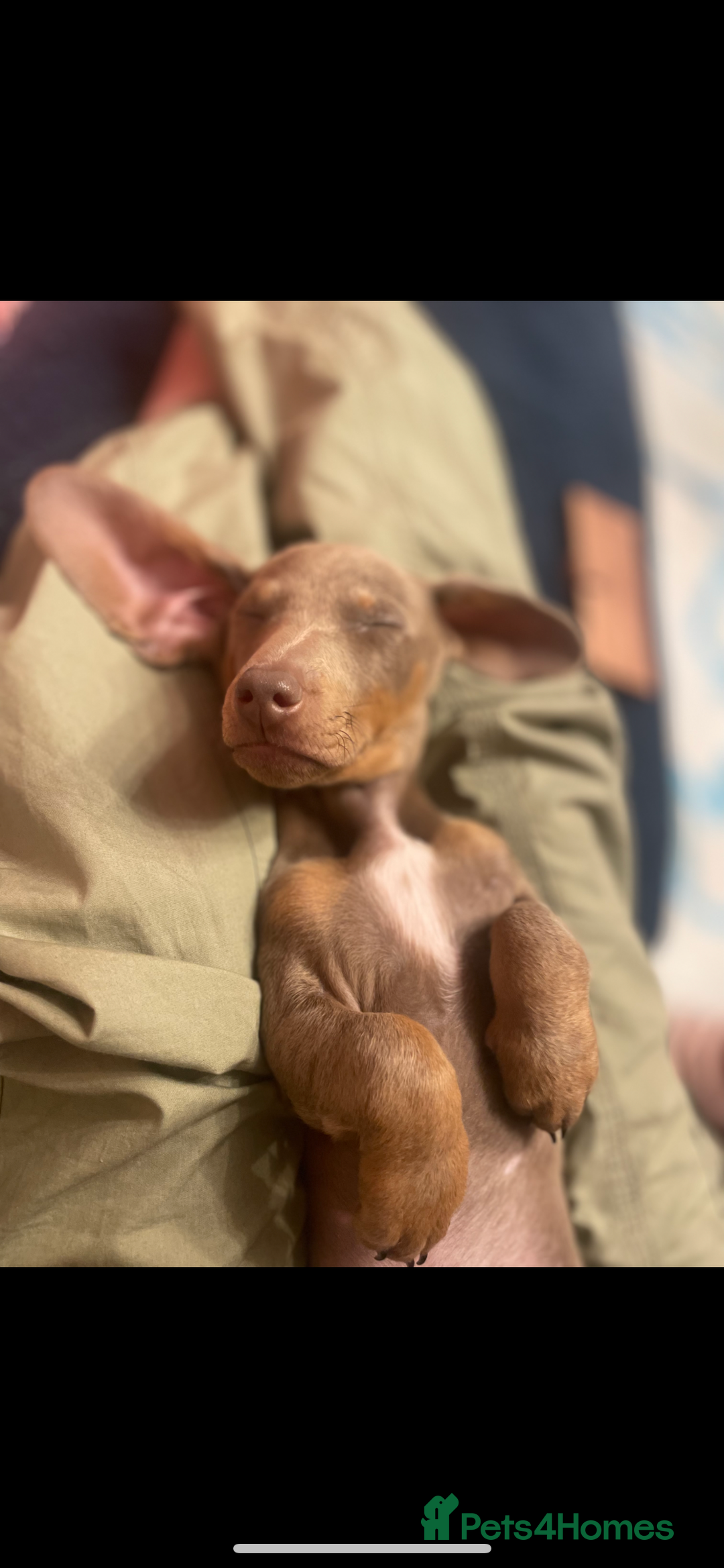 Dachshund dogs for sale: Dashund male (Hamish) 9 months old - Image 4