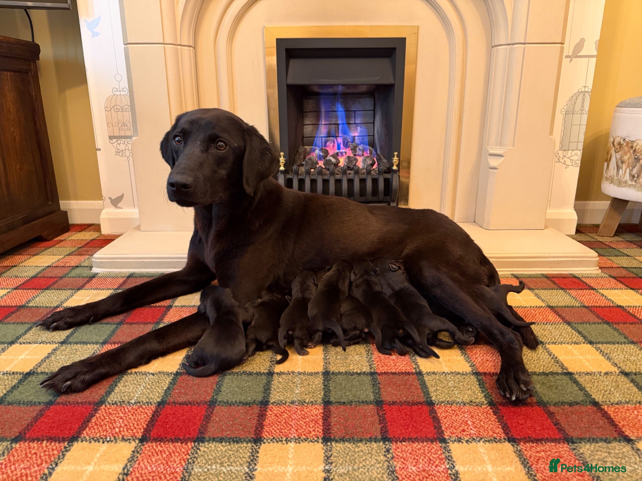 Labrador Retriever dogs Superb KC pups, health tested parents&many FTCH/Ws - Advert 1
